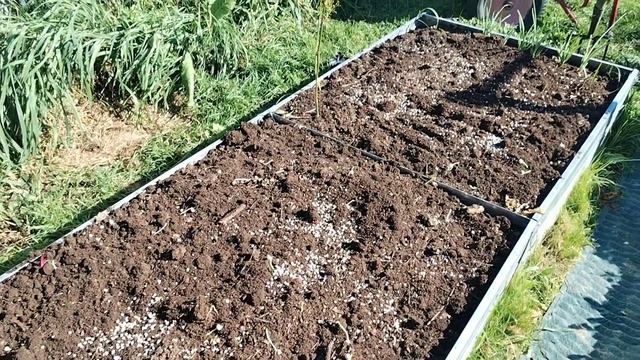 Лучший урожай чеснока=верная подготовка грядки