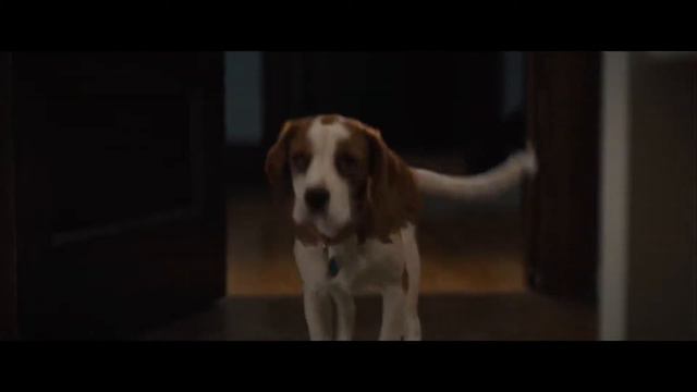 Собачья жизнь 2 — Русский трейлер