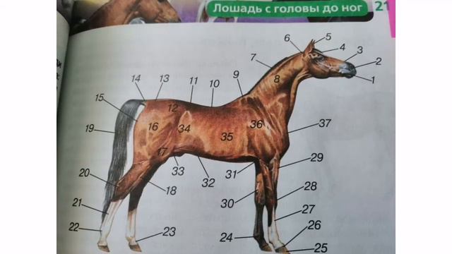 Анатомия лошади от верха до низа.