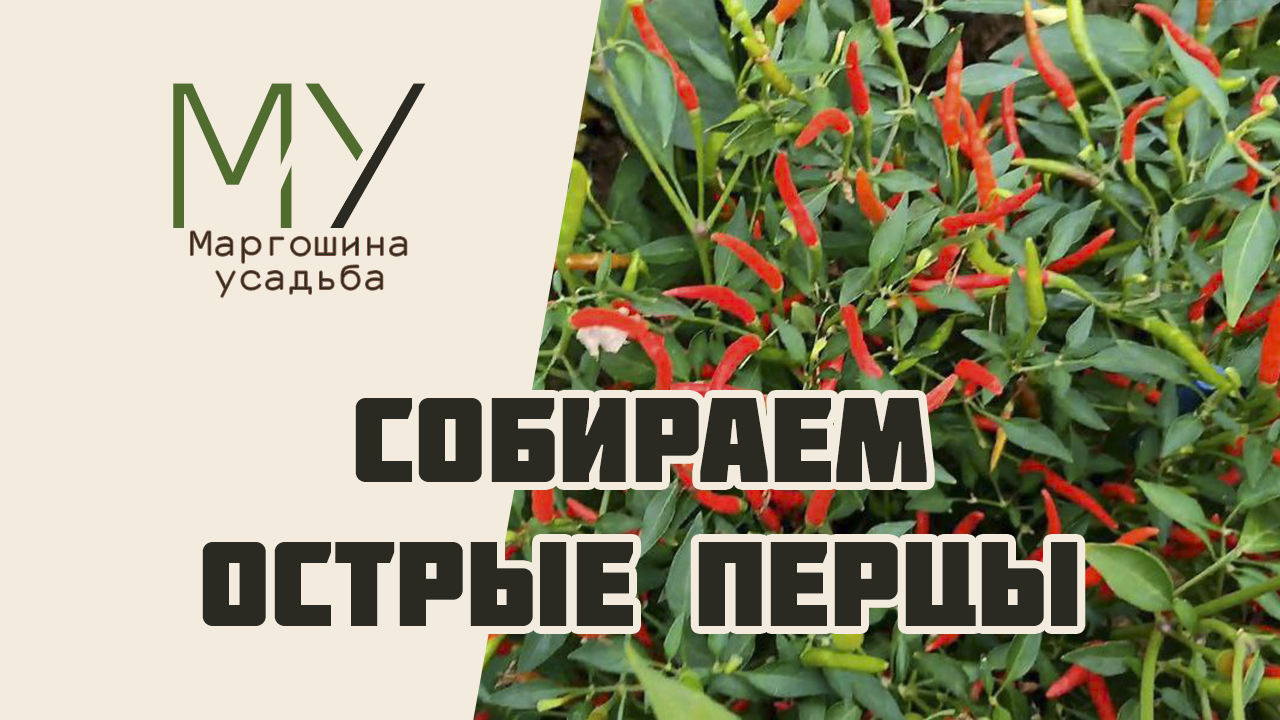 Собираем острые перцы