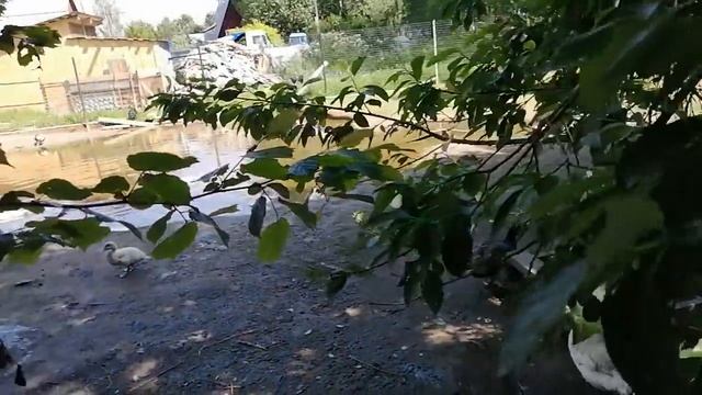 Осторожно,ТЕПЛОВОЙ УДАР у птицы.