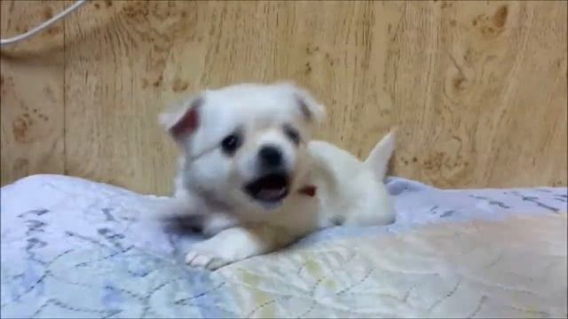 щенки чихуахуа продажа