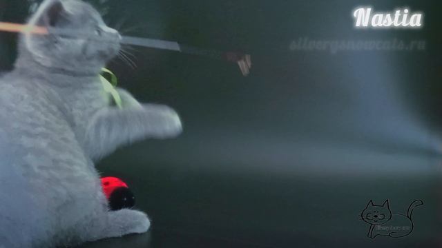 Котёнок британской породы. Кошечка. Голубой окрас. Питомник Silverysnowcats
