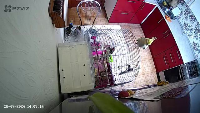 попугай карелла .mp4