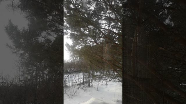рассказ "Кредит", книга "Мясо по-французски". Авторское чтение.