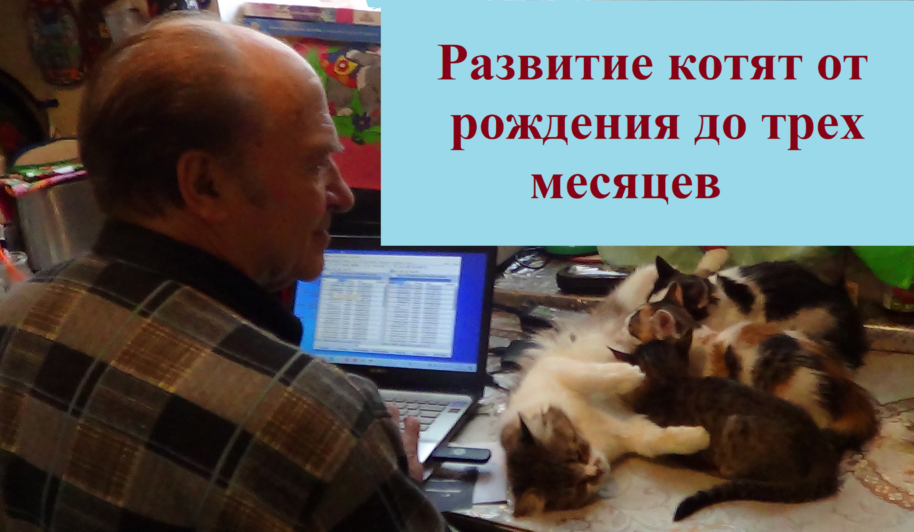 Развитие котят от рождения до 3 месяцев