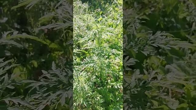 амброзия. это растение надо удалить от участка