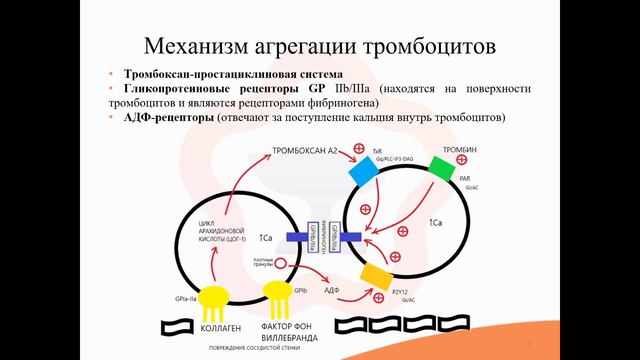 29.1. Средства, влияющие на свёртывание крови. Антиагреганты