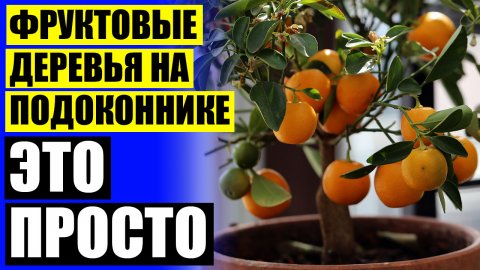 ⚫ Минидерево в горшочке 🔔 Карликовые плодовые деревья для дома интернет магазин