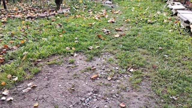 Фацелия хорошо растёт. Посадила  чеснок и лук.