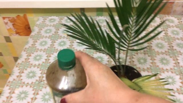 Цикас растит листочек