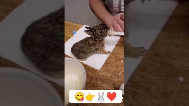 как ест кролик ❓
