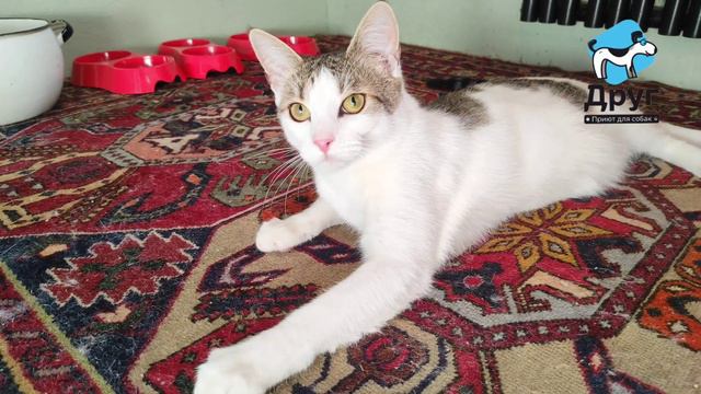 Котик Джоз ищет дом