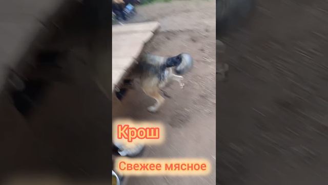 Мы любим курочку!