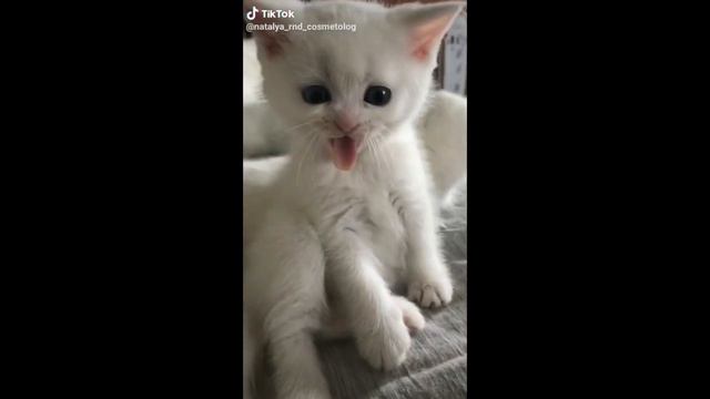 СМЕШНЫЕ ЖИВОТНЫЕ , КОТЫ СОБАКИ ЛУЧШИЕ ПРИКОЛЫ 2020