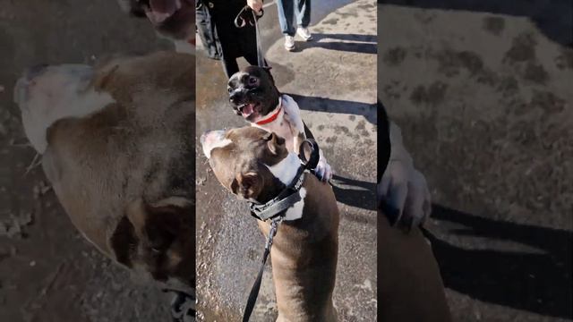 Амстафф Локи 2 года | Соседка | Стаффорд | Amstaff Loki
