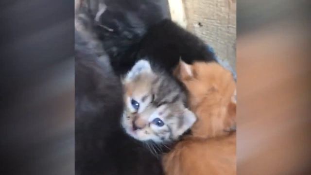 Шесть котят бобтейла (20 дней отроду) остались на улице без мамы