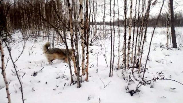 VID 20201125 123046 РОБОТА ДВОРНЯГИ