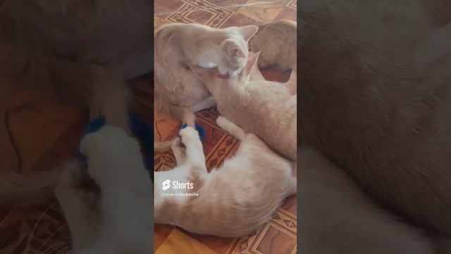 ???.Котятки- умилятки?