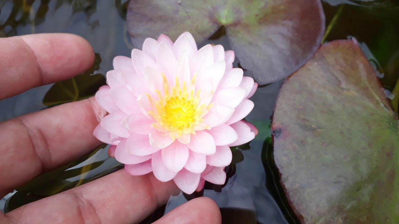 Нимфея Chompu Tip (Верхушка розового яблока) кувшинка, waterlily, водные растения, пруд