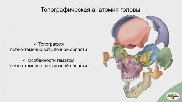 Топография головы: лобно-теменно-затылочная область, особенности гематом