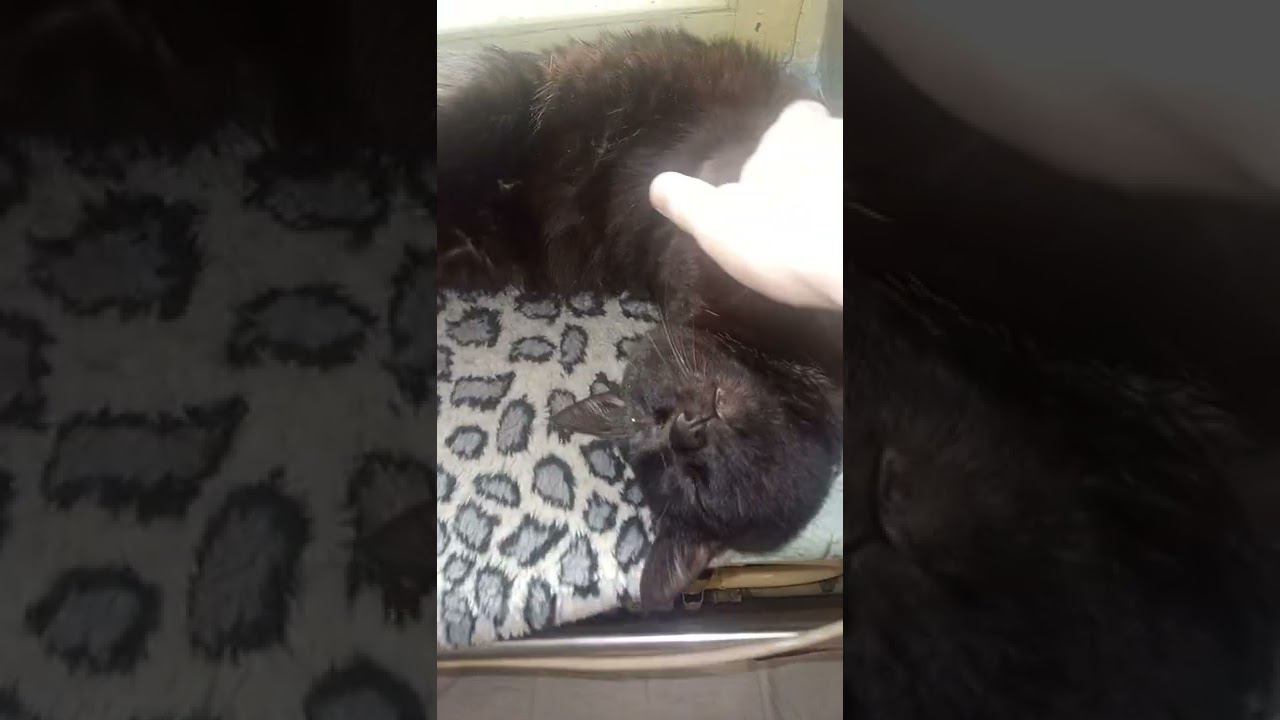 КОТ ГРИША В ГЛУБОКОМ СНЕ, НА ЛЮБИМОМ МЕСТЕ.
