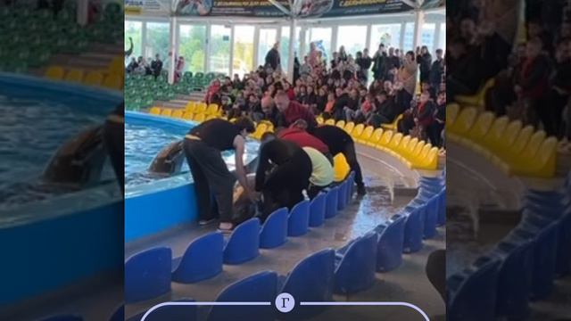 Dolphin rescue during the show