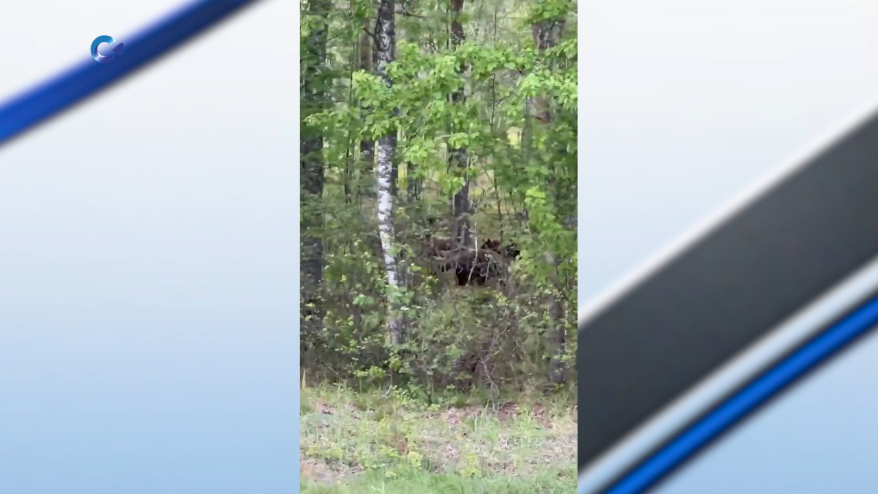 В Олонецком районе возле поста ГАИ заметили многодетную семью медведей