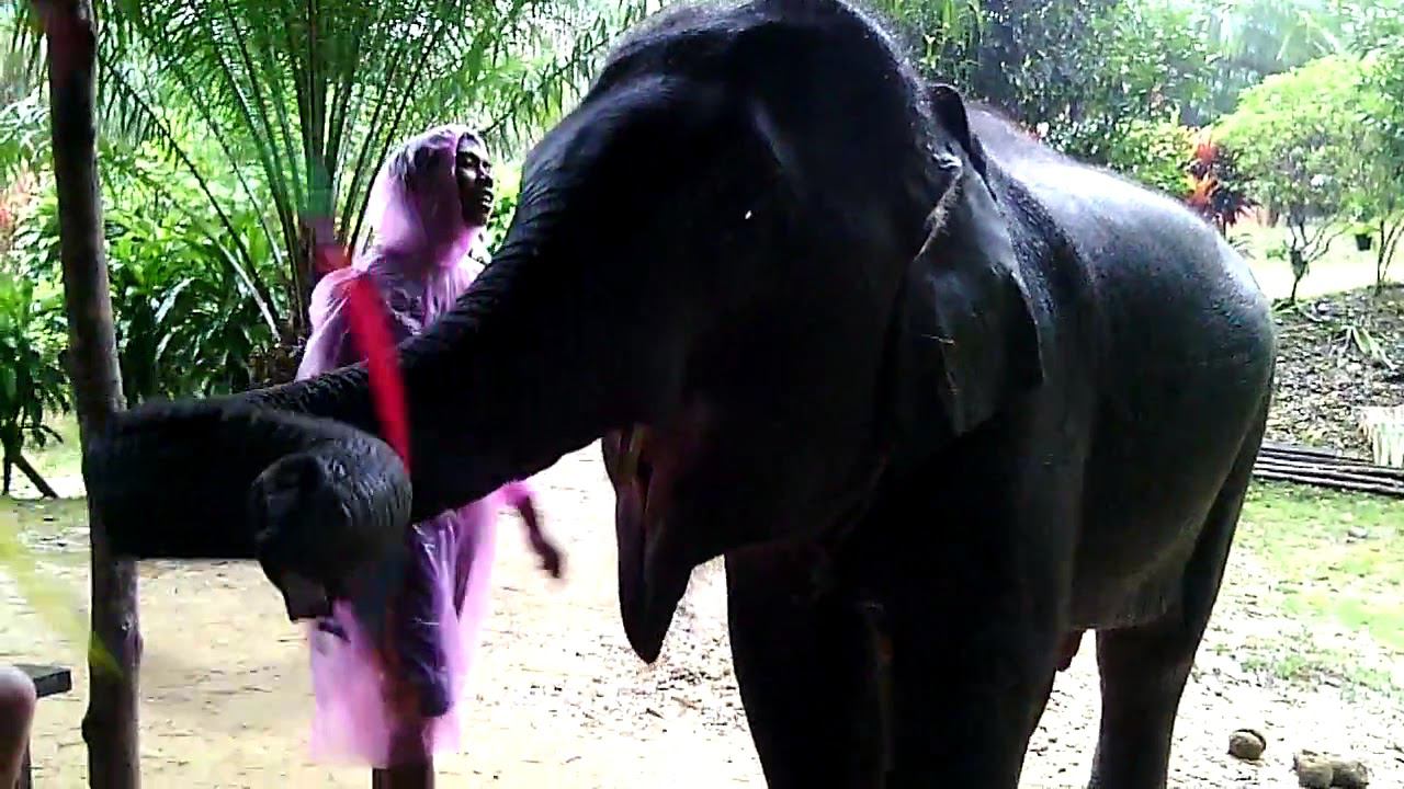 Тайланд Представление со слонами 5 06 2017