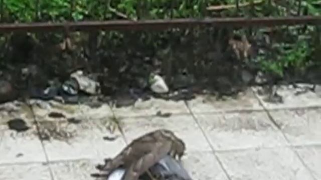 Ястреб голубя поймал