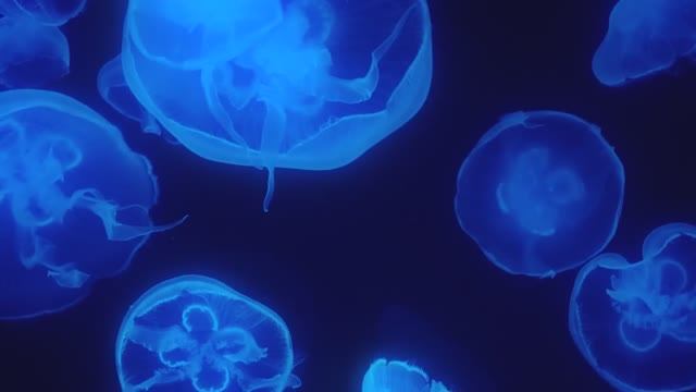 Успокаивающий аквариум