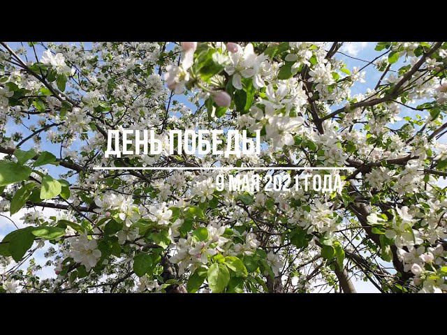 Жарим мясные рулетики из говядины к 9 мая.