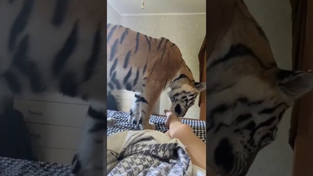 дикая львица #тигрица