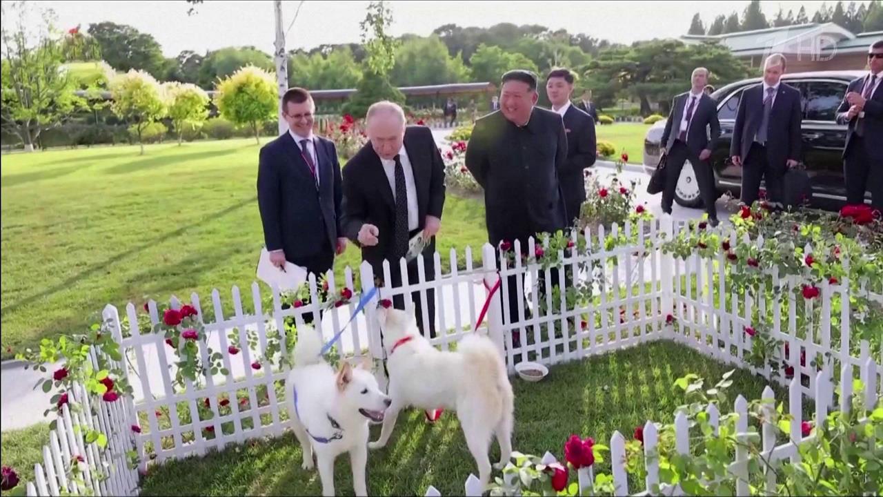Среди подарков Ким Чен Ына Владимиру Путину - охотничьи собаки породы пхунсан