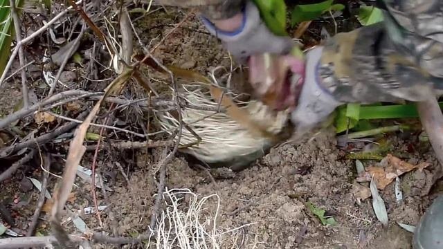 За корнями ириса 15 октября
