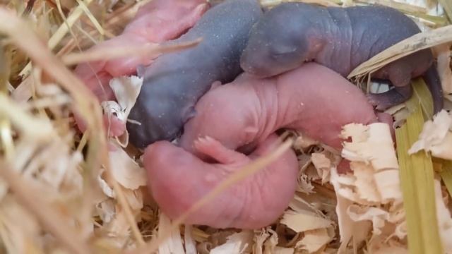 Песчанка прячет своих детей
