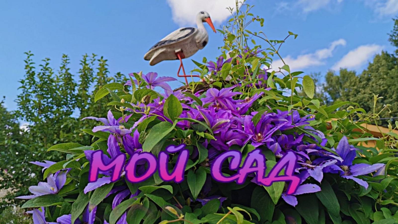 Мой сад… Очарование цветка… Красивая музыка Игоря Двуреченского…
