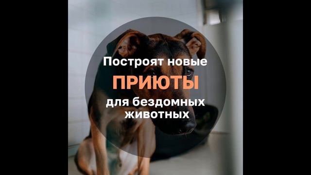 Приюты для животных #ер22
