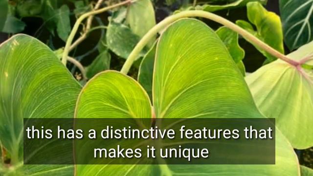 10 Surprising beauties of Rare Philodendron varieties