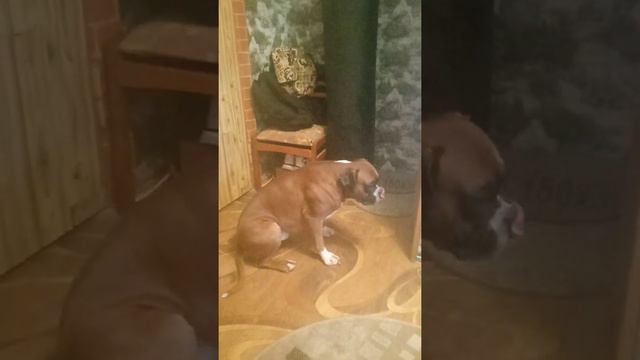 Собака Боксёр Тайсон тренируется