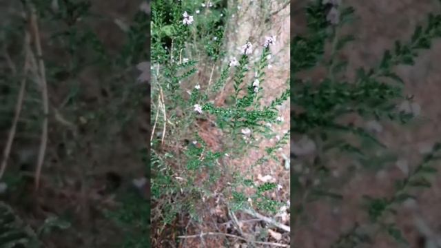 Callune (Calluna vulgaris). Forêt de Quénécan, Côtes d'Armor.