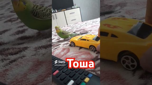 Тоша играет Budgies #reels#birds#shortsvideo#shorts#short#волнистик#волнистыйпопугайчик