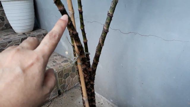 ALOCASIA PAPUA
