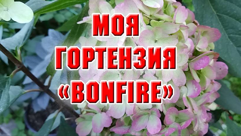 Гортензия Bonfire