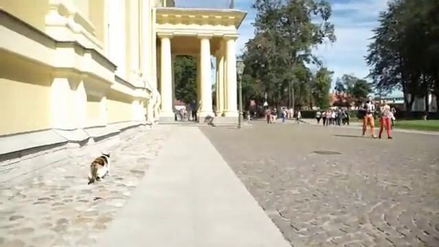 ПИТЕРСКИЕ КОТЫ