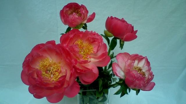 Paeonia Coral Sunset