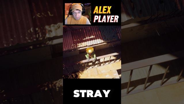 Финал Stray