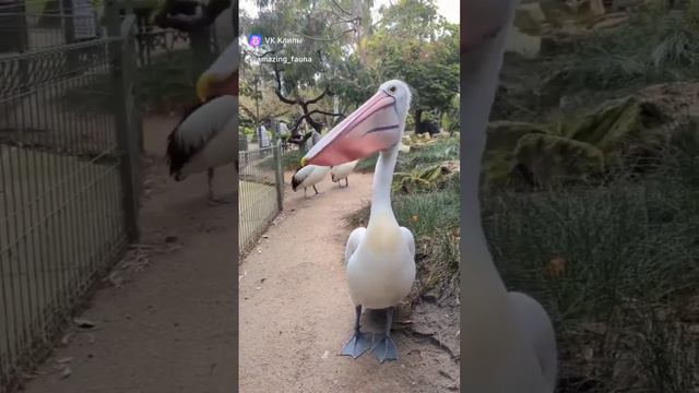 Поющий пеликан #пеликан #животные #птицы #юмор