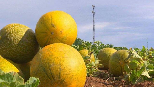 Россия наносит удар по армянским аграриям: запрет на овощи и фрукты