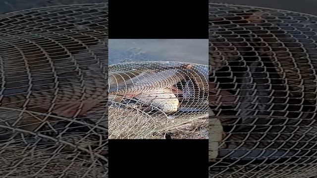 ОЛЬХОВКА. Сезон открыт.2024.